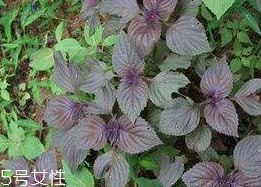 紫蘇葉能泡腳嗎？紫蘇葉和什么能泡腳？