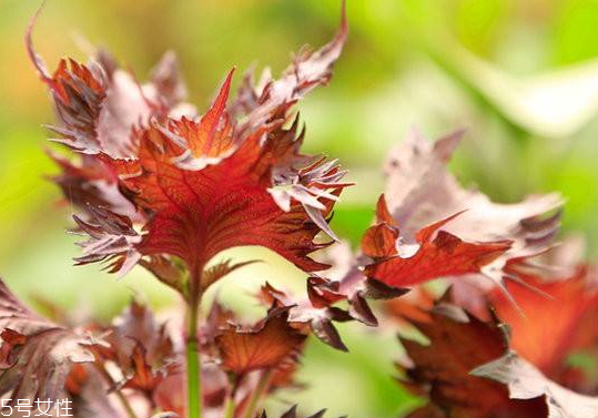 紫蘇葉是發(fā)物嗎？皮膚過敏的人能吃紫蘇葉嗎