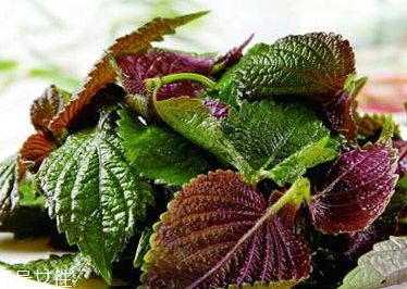 紫蘇葉是發(fā)物嗎？皮膚過敏的人能吃紫蘇葉嗎