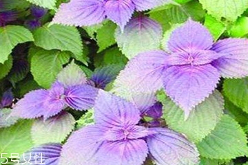 紫蘇葉是發(fā)物嗎？皮膚過敏的人能吃紫蘇葉嗎