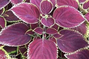 紫蘇葉怎么煮水？紫蘇葉能煮水嗎？