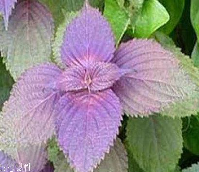 紫蘇葉怎么煮水？紫蘇葉能煮水嗎？