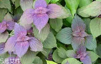 紫蘇葉怎么煮水？紫蘇葉能煮水嗎？