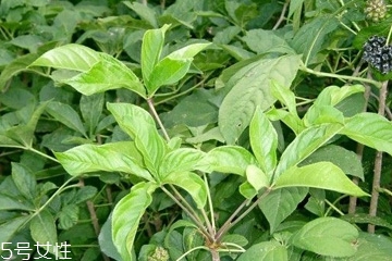 刺五加是什么？什么是刺五加？