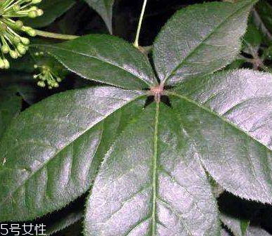 刺五加是什么？什么是刺五加？