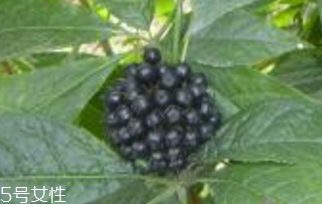 刺五加是什么？什么是刺五加？