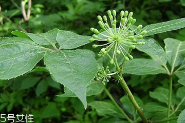 刺五加可以炒雞蛋嗎？刺五加怎么炒雞蛋？