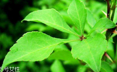 刺五加可以炒雞蛋嗎？刺五加怎么炒雞蛋？