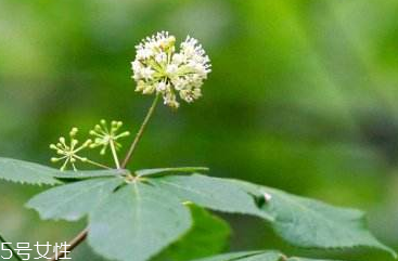 刺五加可以炒雞蛋嗎？刺五加怎么炒雞蛋？