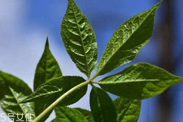 刺五加是寒性的嗎？刺五加不是寒性的