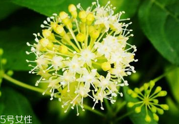 刺五加是寒性的嗎？刺五加不是寒性的