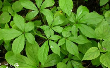 刺五加是寒性的嗎？刺五加不是寒性的