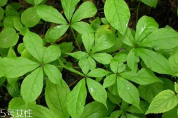 刺五加的別名 刺五加還有其他的名字嗎？