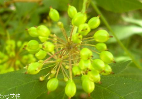 刺五加的別名 刺五加還有其他的名字嗎？