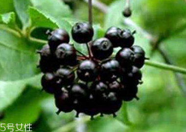 刺五加的別名 刺五加還有其他的名字嗎？