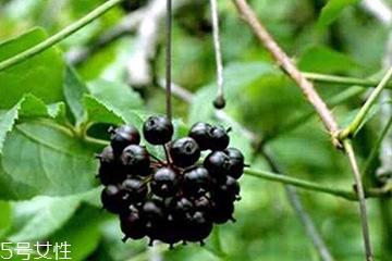 刺五加能治失眠嗎？刺五加能治療動脈硬化嗎？