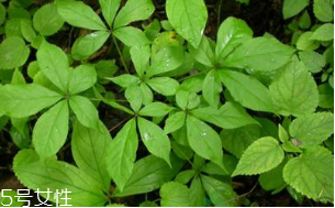 刺五加能治失眠嗎？刺五加能治療動脈硬化嗎？