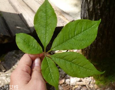 刺五加能做菜嗎？刺五加怎么做菜？