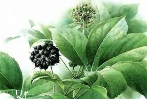 刺五加能做菜嗎？刺五加怎么做菜？