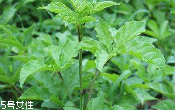 刺五加是不是五加皮？刺五加和五加皮的區(qū)別