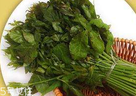 刺五加能生吃嗎？刺五加不能生吃