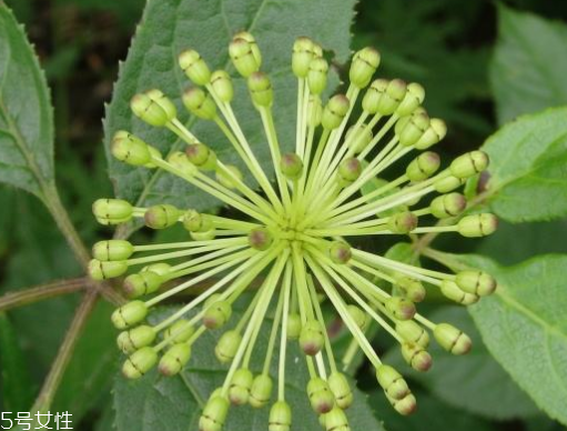 刺五加能生吃嗎？刺五加不能生吃