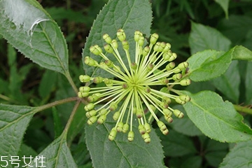 刺五加和枸杞泡水好嗎？刺五加能和枸杞泡水嗎？