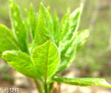 刺五加和枸杞泡水好嗎？刺五加能和枸杞泡水嗎？