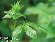 刺五加和枸杞泡水好嗎？刺五加能和枸杞泡水嗎？