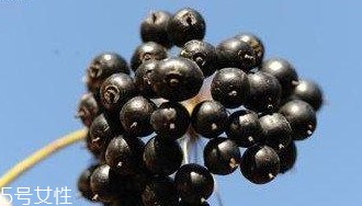 刺五加能給孕婦吃嗎？孕婦能吃刺五加嗎？