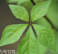 刺五加能給孕婦吃嗎？孕婦能吃刺五加嗎？