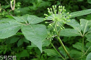 刺五加的最佳搭配 刺五加搭配什么最好？