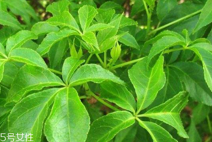 刺五加的最佳搭配 刺五加搭配什么最好？