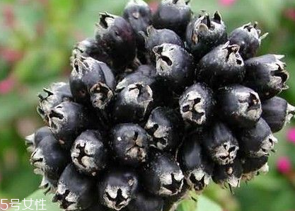 刺五加的最佳搭配 刺五加搭配什么最好？