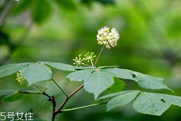 刺五加和谷維生素能一起吃嗎？