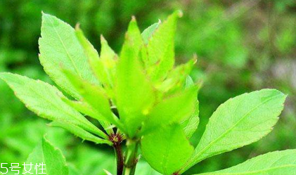 刺五加和谷維生素能一起吃嗎？