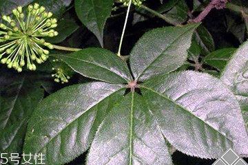 刺五加經常喝會怎樣？刺五加能天天喝嗎？