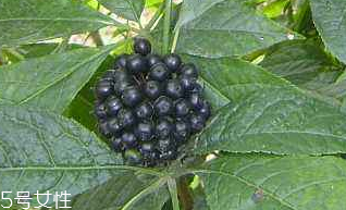 刺五加經常喝會怎樣？刺五加能天天喝嗎？