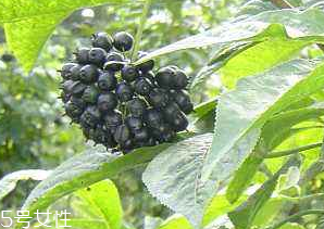 刺五加經常喝會怎樣？刺五加能天天喝嗎？