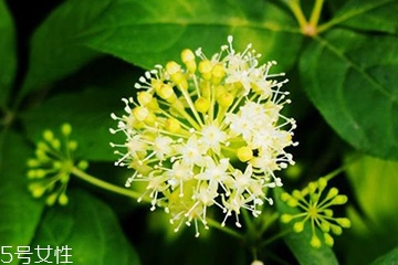 刺五加的做法 刺五加怎么做？