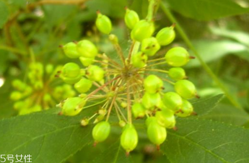 刺五加的做法 刺五加怎么做？