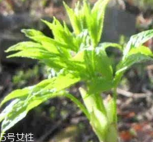 刺五加的好處 刺五加對人體有什么好處？
