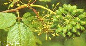 刺五加的選購(gòu)技法 怎么挑選刺五加？