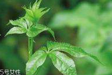 刺五加的食用禁忌 吃刺五加要注意什么？