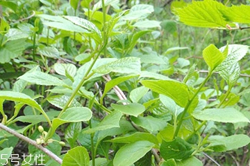 刺五加的食用禁忌 吃刺五加要注意什么？