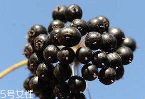 刺五加的食用禁忌 吃刺五加要注意什么？