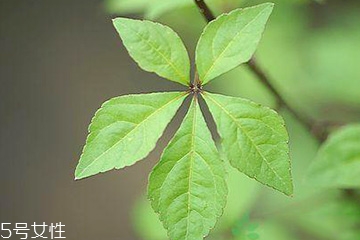 刺五加能泡酒嗎？刺五加怎么泡酒？