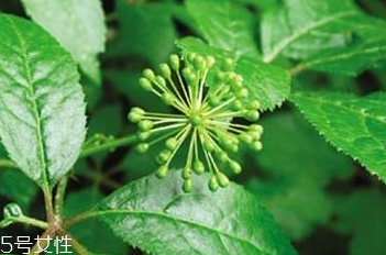 刺五加能泡酒嗎？刺五加怎么泡酒？