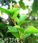 刺五加能泡酒嗎？刺五加怎么泡酒？