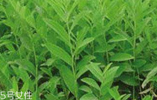 刺五加的禁忌人群 刺五加不適合哪些人吃？